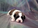 Male Shih tzu bichon #2|Teddy bears for sale at lower prices than most teddy bear Breeders in Florida and New Jersey